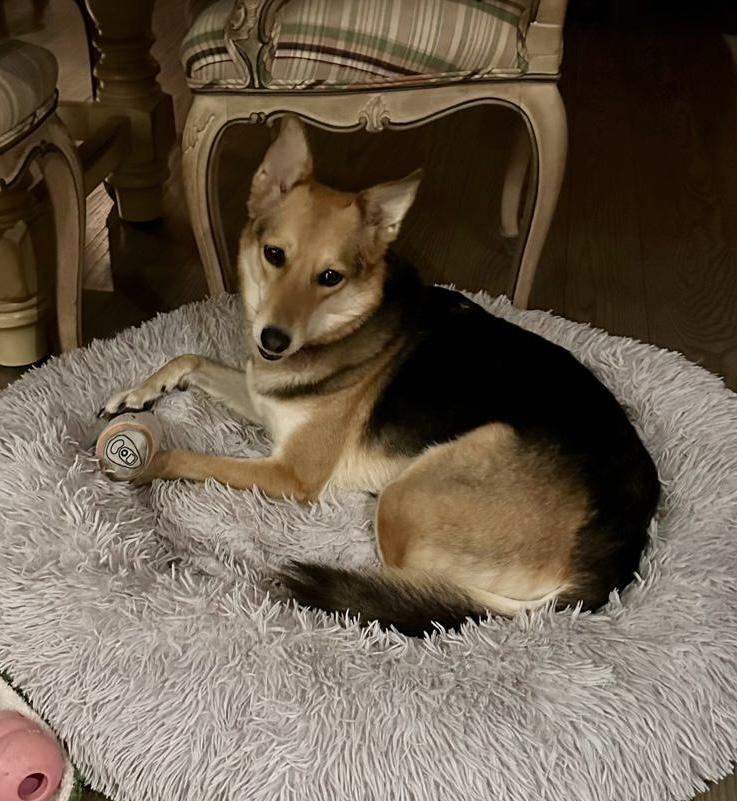 Enlarge Izzy, a Adopted mixed breed in Toronto, ON image 2/4