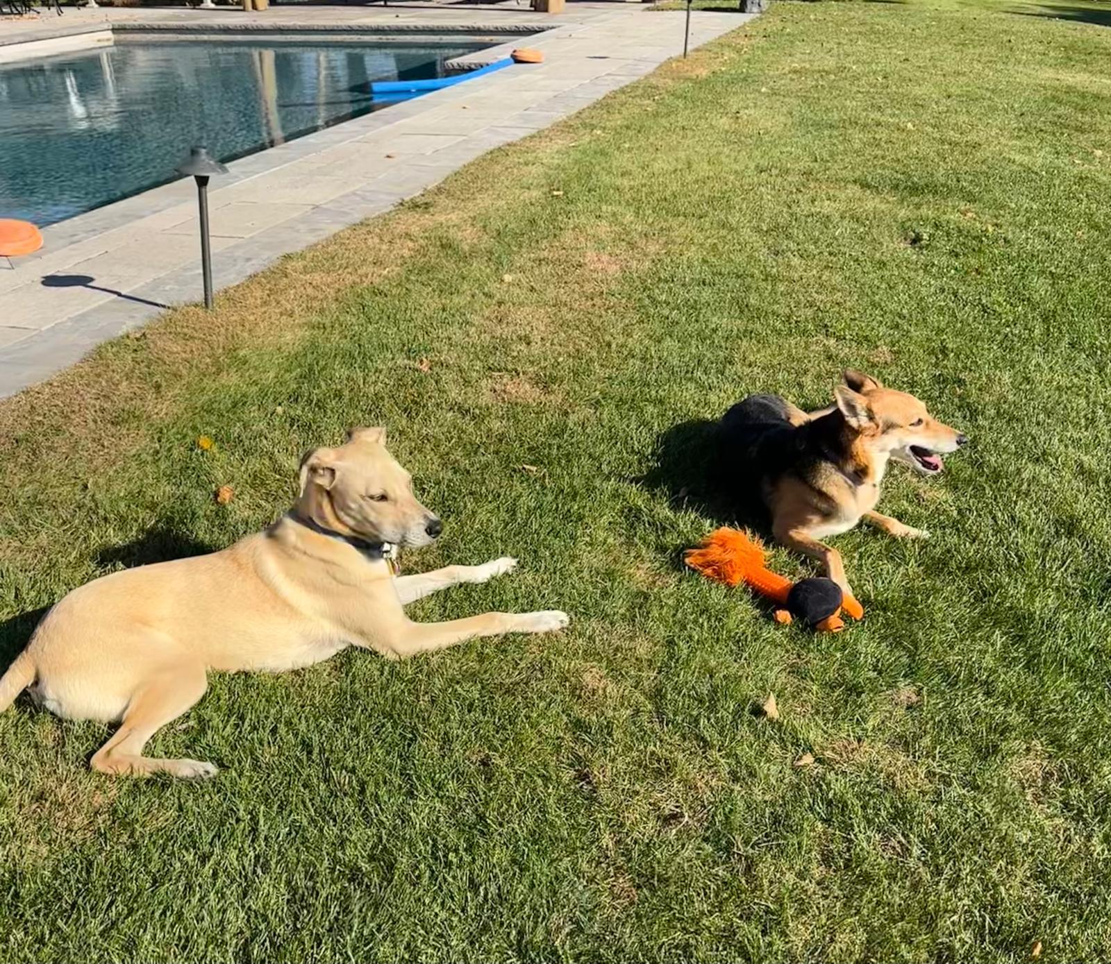 Enlarge Izzy, a Adopted mixed breed in Toronto, ON image 3/4