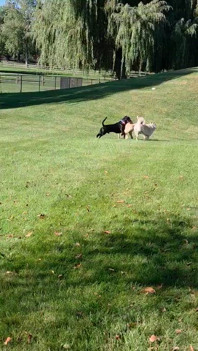 Enlarge Izzy, a Adopted mixed breed in Toronto, ON video 4/4