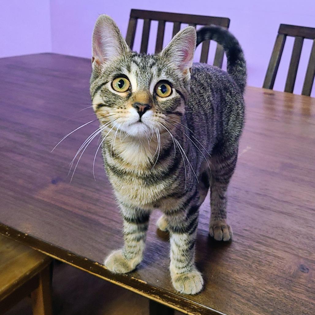 Medium Fry, a Adoptable Domestic Short Hair in Springfield, IL image 3/5
