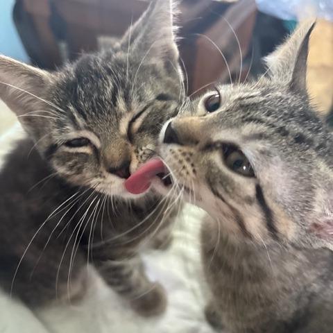 Medium Fry, a Adoptable Domestic Short Hair in Springfield, IL image 3/3