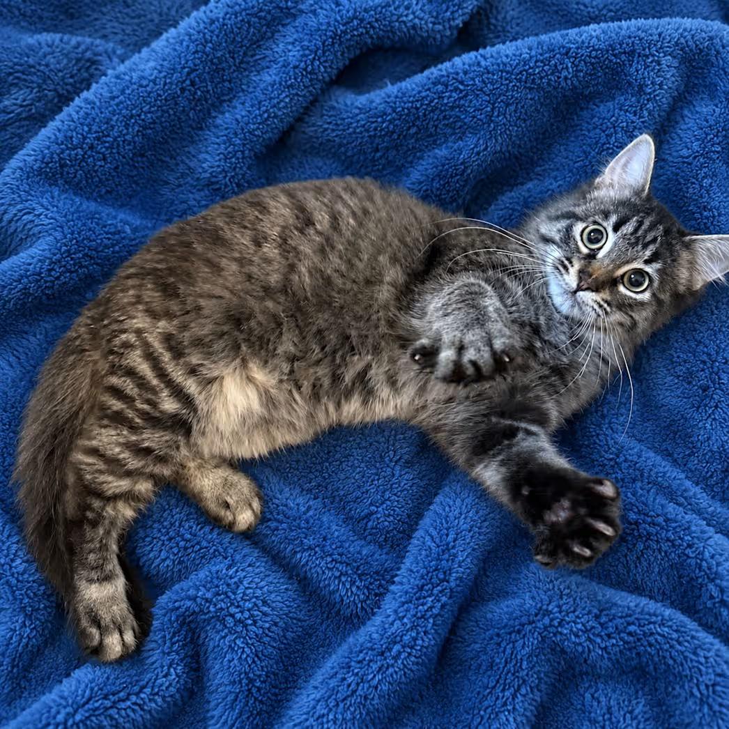 Boysenberry, a ADOPTABLE mixed breed in Greensboro, NC image 3/3
