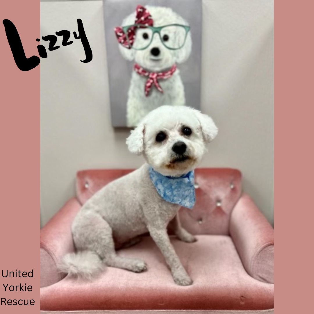 Lizzy, a Adopted Bichon Frise in Miami, FL image 1/2