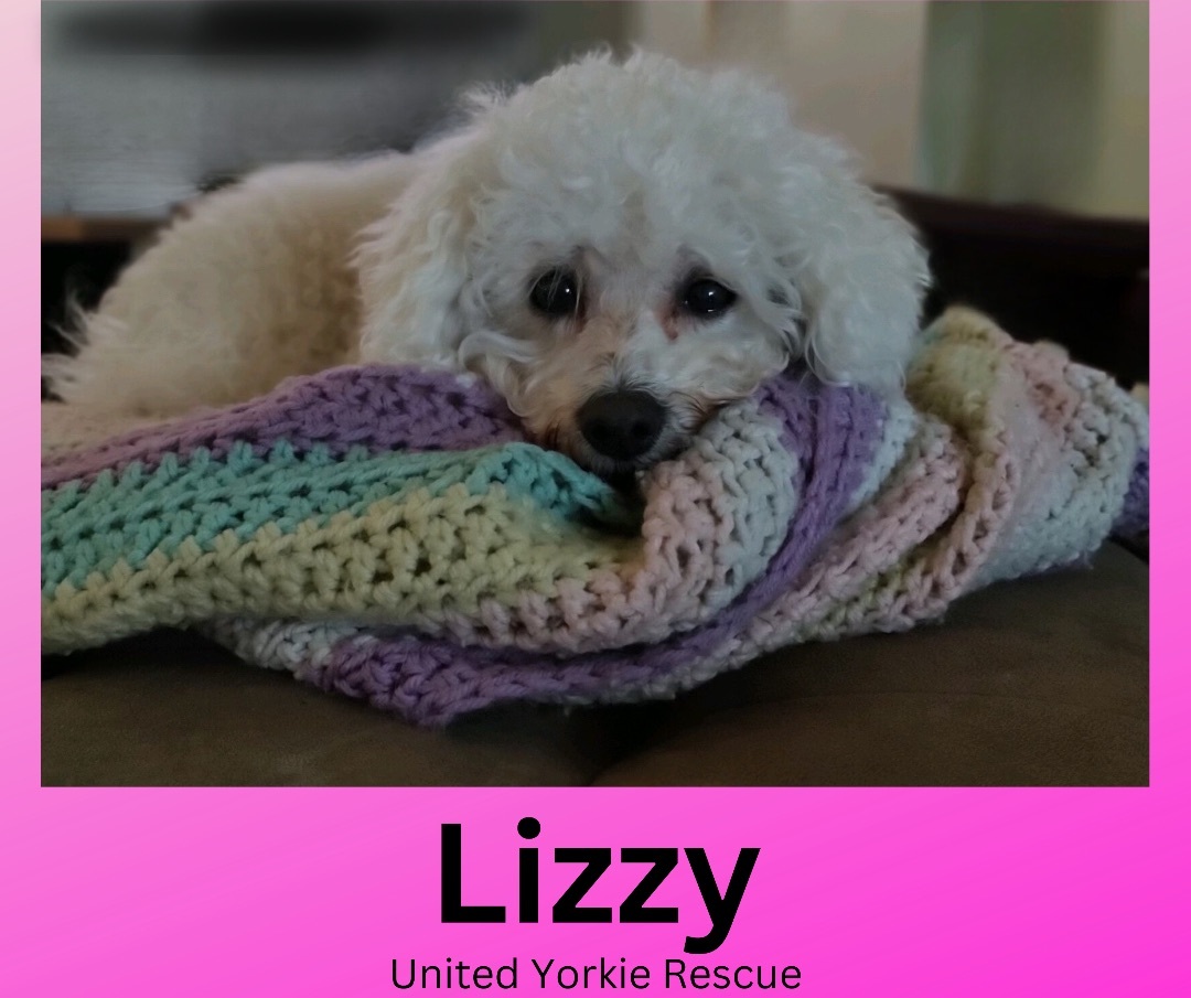 Lizzy, a Adopted Bichon Frise in Miami, FL image 2/2