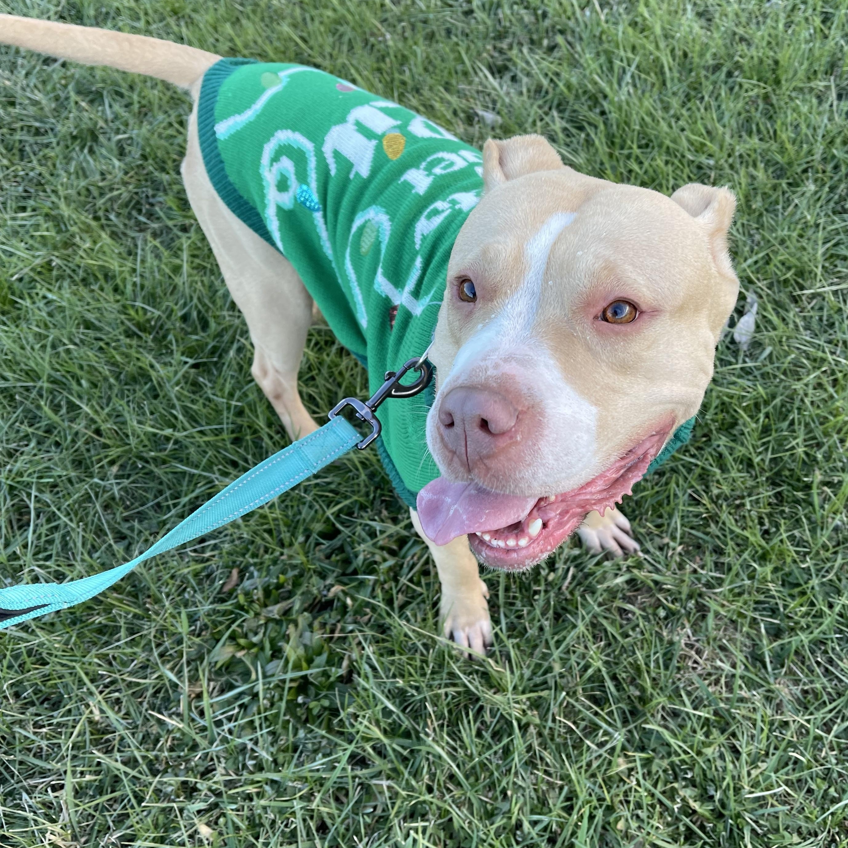 Enlarge Lexi, a Adoptable mixed breed in Roachdale, IN image 3/6