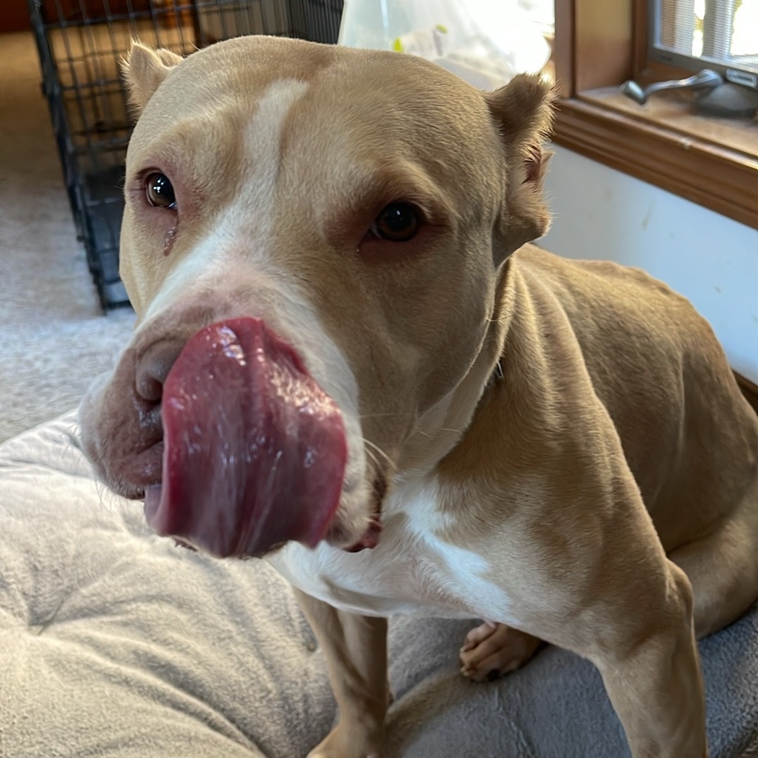 Enlarge Lexi, a Adoptable mixed breed in Roachdale, IN image 5/6