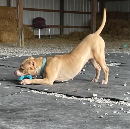 Enlarge Lexi, a Adoptable mixed breed in Roachdale, IN image 4/6