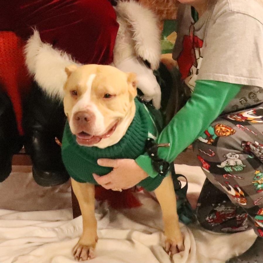 Enlarge Lexi, a Adoptable mixed breed in Roachdale, IN image 2/6