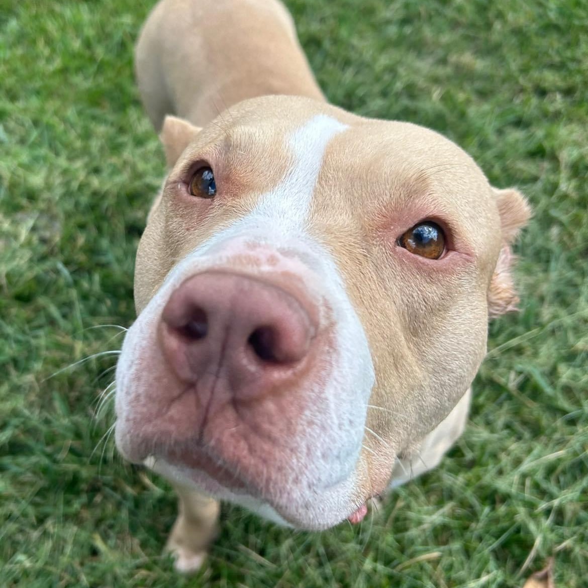 Enlarge Lexi, a Adoptable mixed breed in Roachdale, IN image 1/6