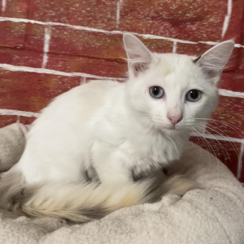 Enlarge Annie, a Adoptable Domestic Short Hair in Laredo, TX image 1/1
