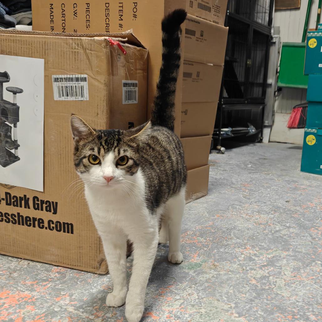 TIDY MITE, Adoptable, Young Male Domestic Short Hair.