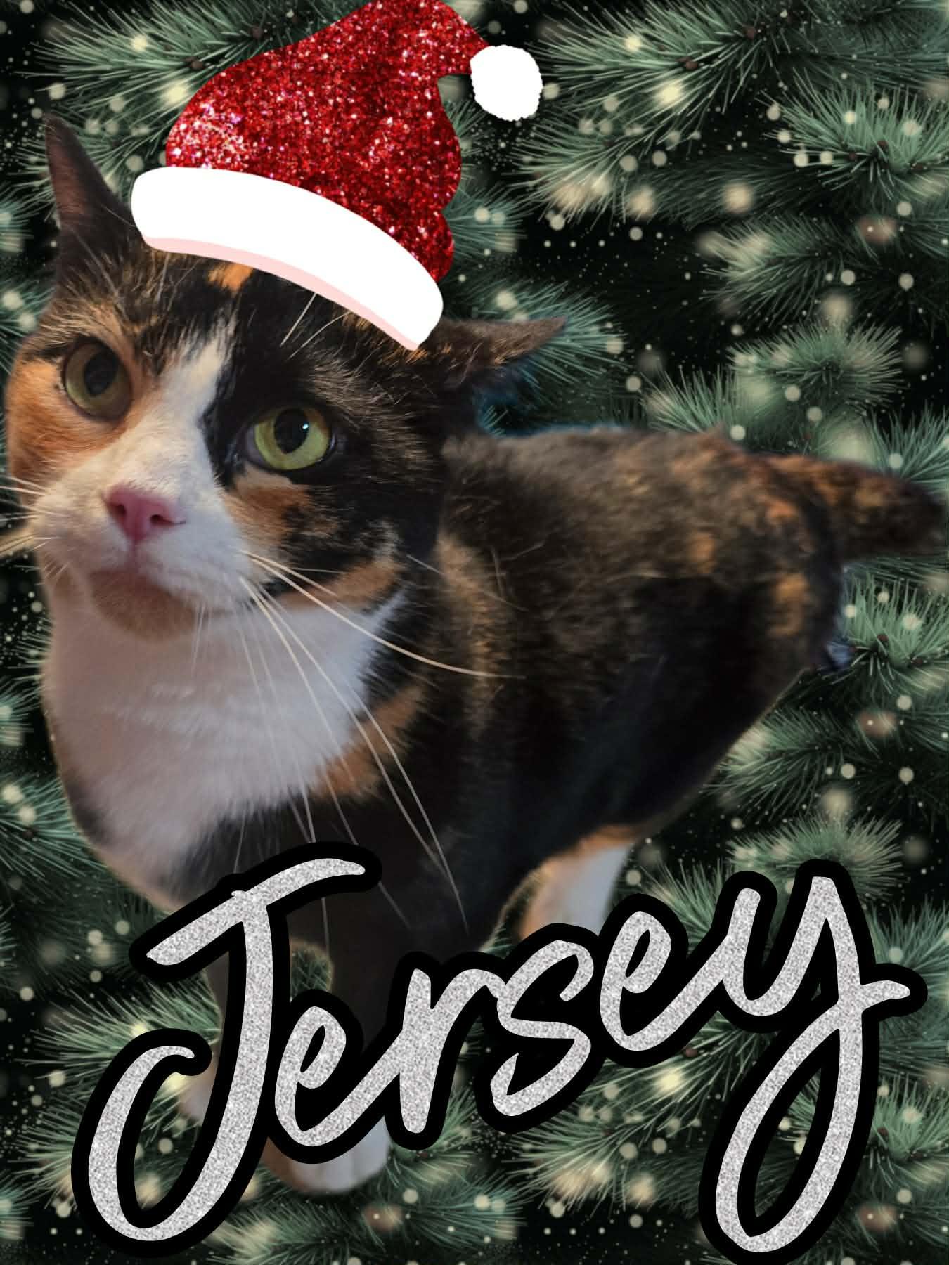 Jersey, ADOPTABLE, Adult Female Domestic Short Hair.