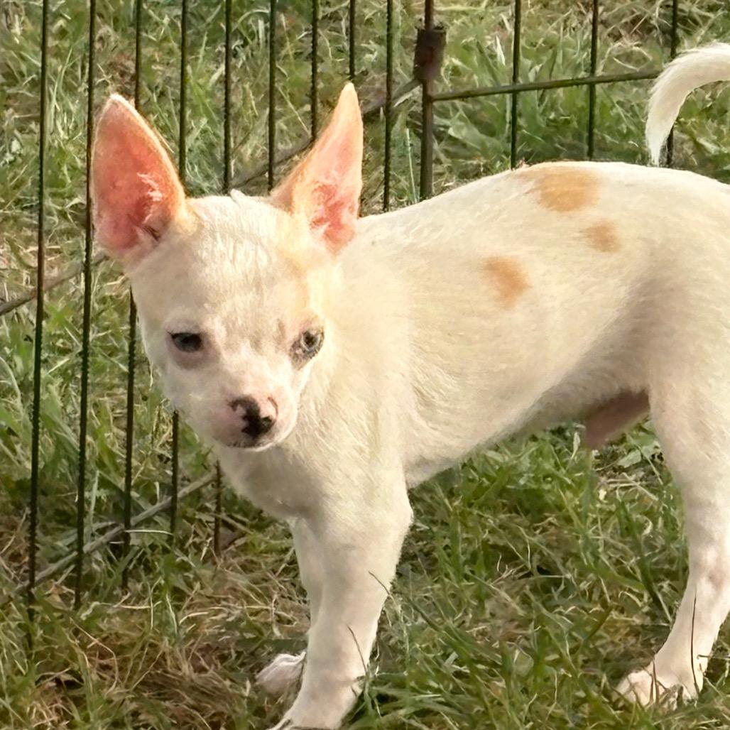 Enlarge Cider, a Adoptable Chihuahua in Hudson, IL image 1/5