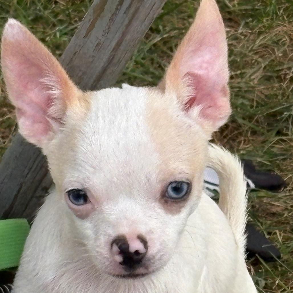 Enlarge Cider, a Adoptable Chihuahua in Hudson, IL image 2/5