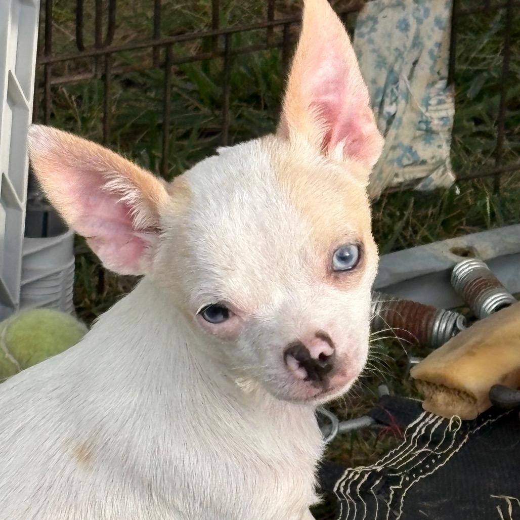 Enlarge Cider, a Adoptable Chihuahua in Hudson, IL image 3/5