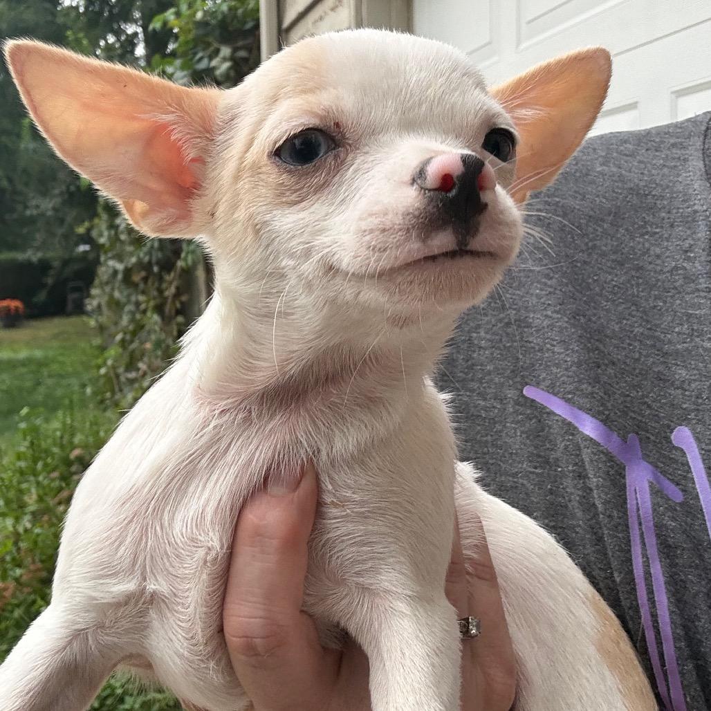 Enlarge Cider, a Adoptable Chihuahua in Hudson, IL image 4/5
