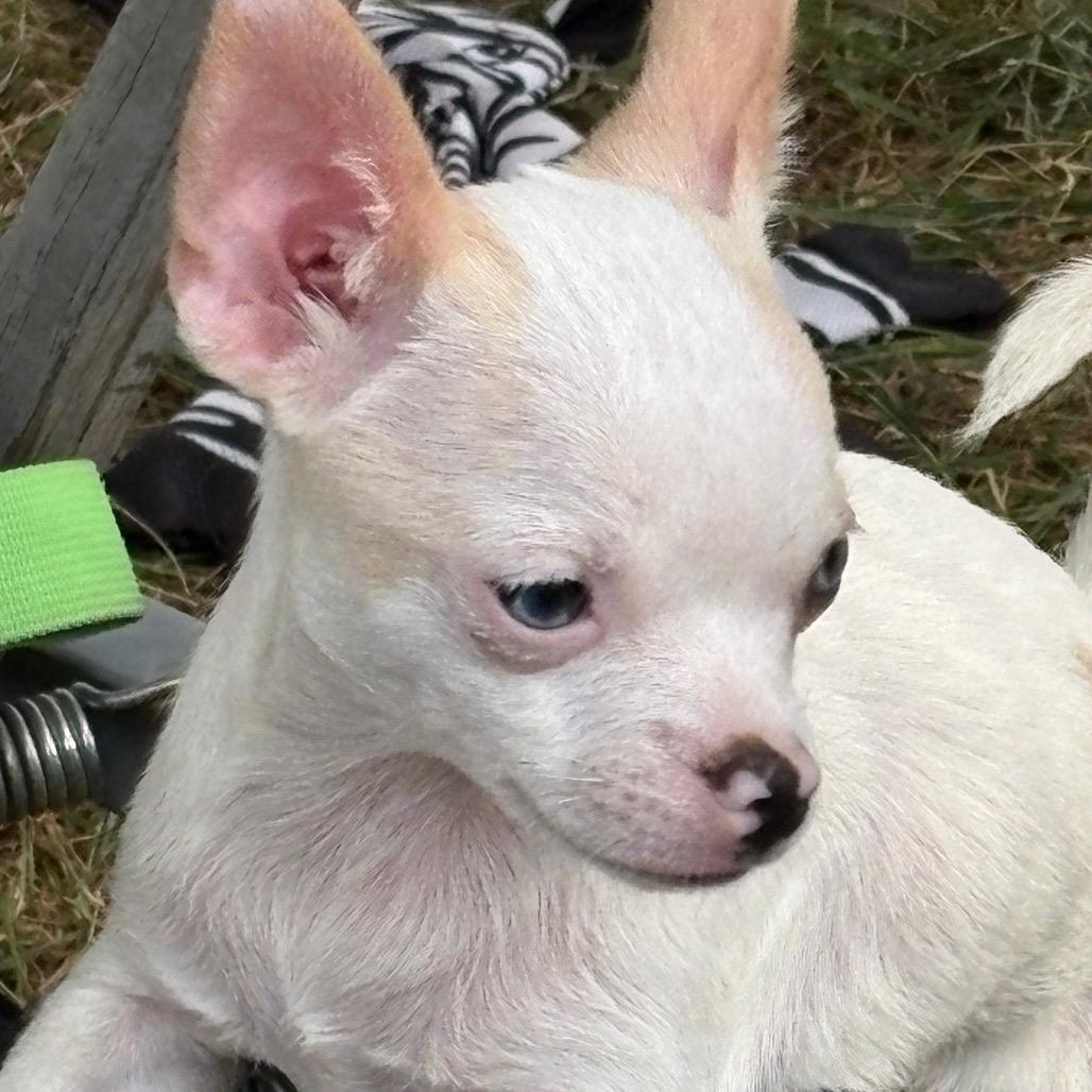 Enlarge Cider, a Adoptable Chihuahua in Hudson, IL image 5/5