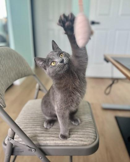 Pelican, Adoptable, Kitten Female Domestic Short Hair & Domestic Short Hair.