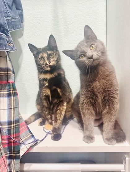 Enlarge Pelican, a Adoptable mixed breed in Pleasanton, CA image 2/3