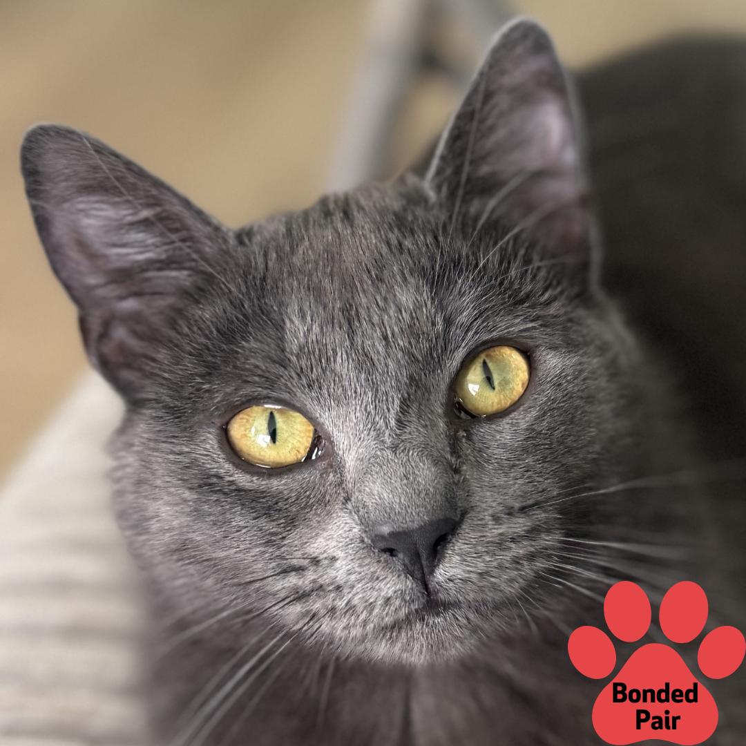 Pelican, Adoptable, Kitten Female Domestic Short Hair & Domestic Short Hair.