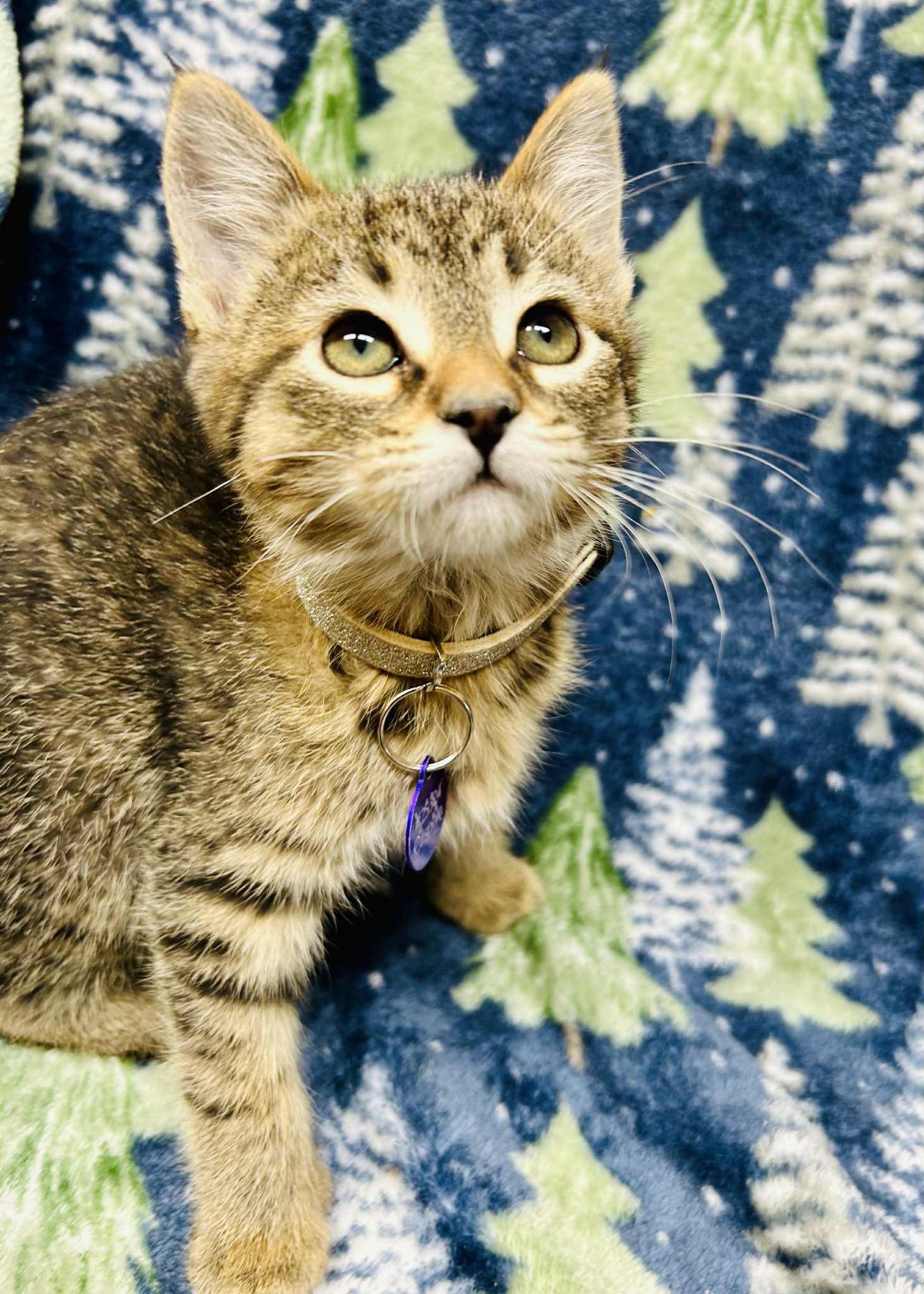 Enlarge Vixen, a ADOPTABLE Domestic Short Hair in Alexandria, MN image 2/3