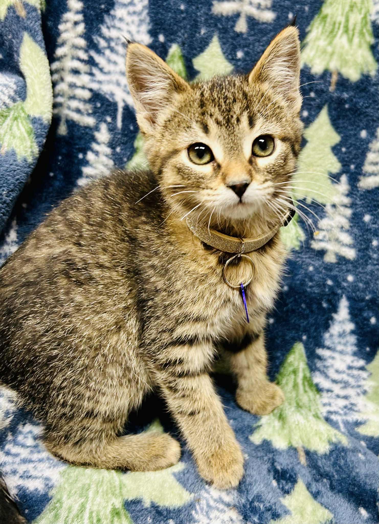 Vixen, ADOPTABLE, Young Female Domestic Short Hair.