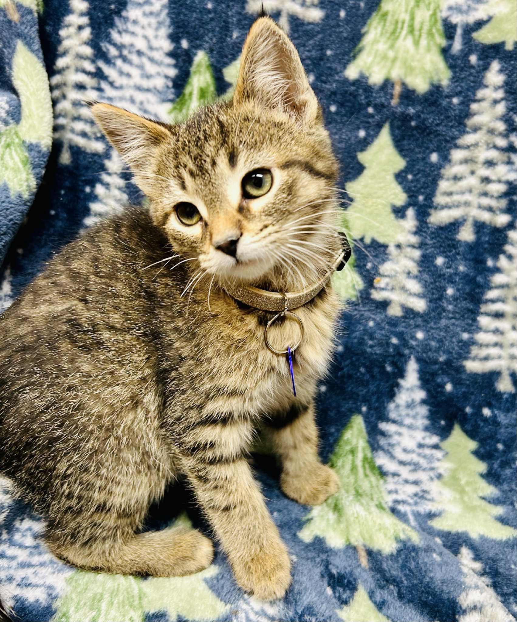 Enlarge Vixen, a ADOPTABLE Domestic Short Hair in Alexandria, MN image 3/3