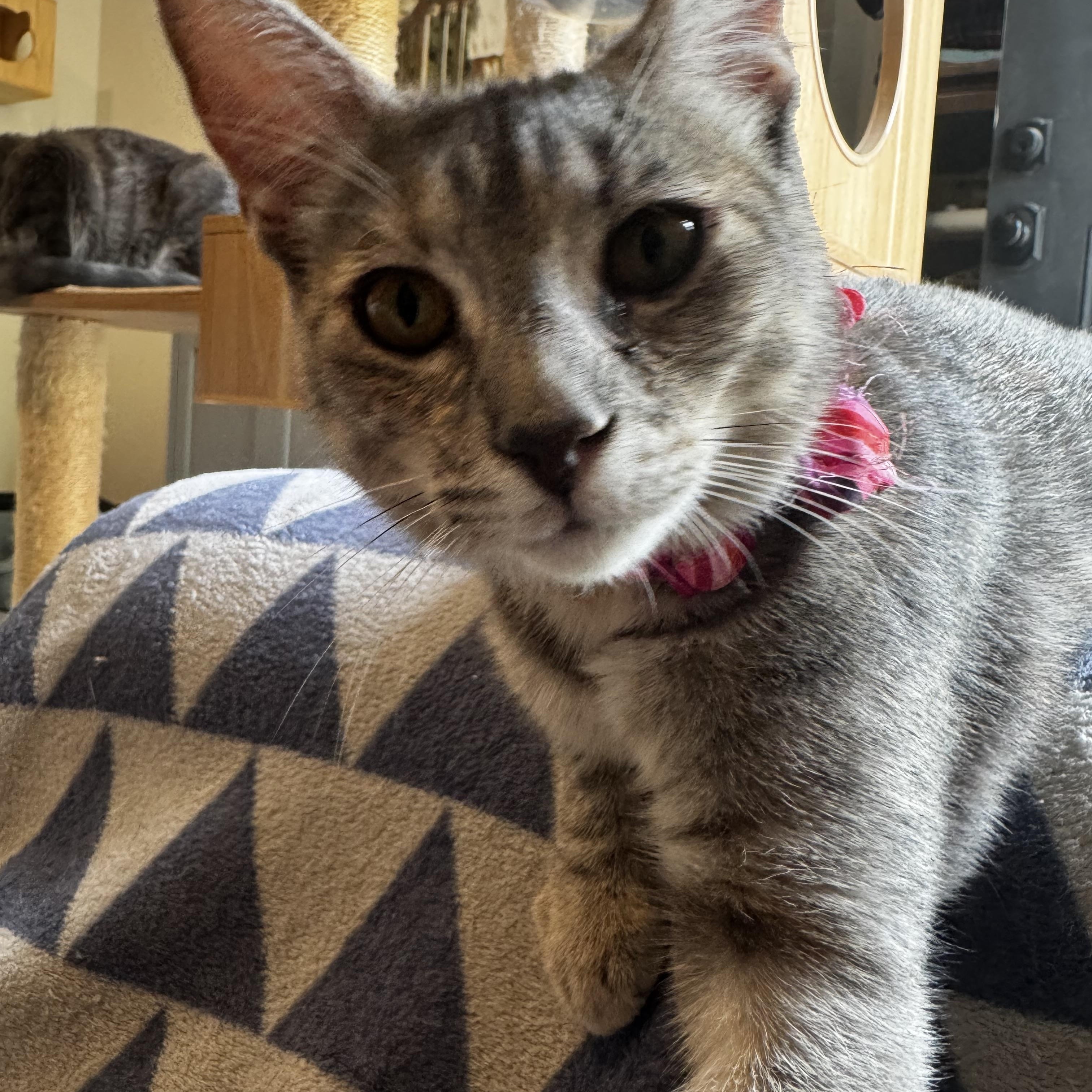 Enlarge Lena , an adoptable mixed breed in Austin, TX image 2/6