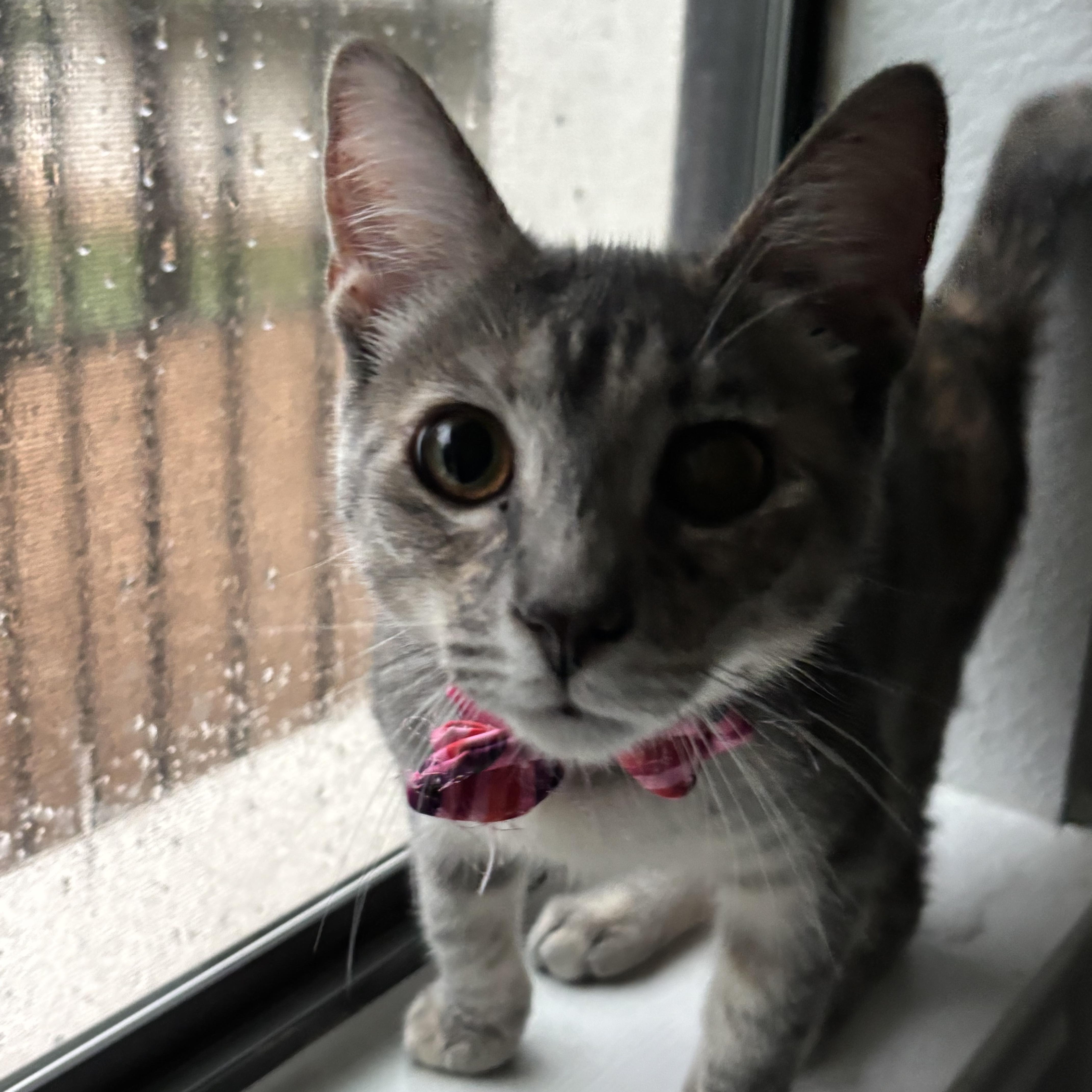Lena , adoptable, Kitten Female Domestic Medium Hair & Russian Blue.