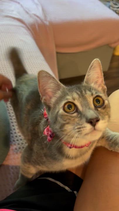 Enlarge Lena , an adoptable mixed breed in Austin, TX video 3/6