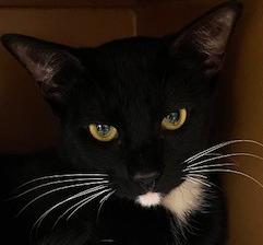 Snoopy, Adoptable, Kitten Male Domestic Short Hair.