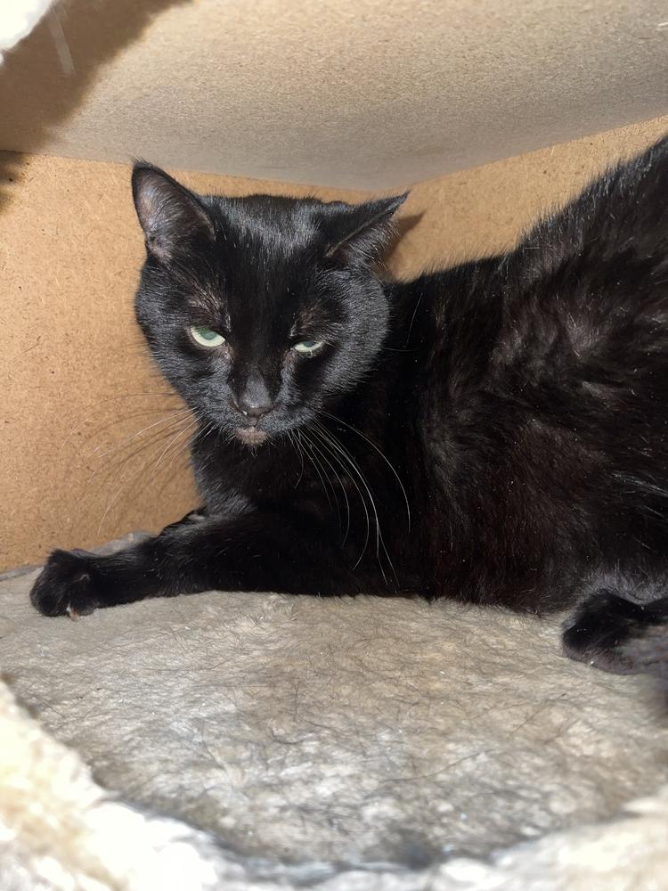 Enlarge Maxwell, a Adoptable Domestic Short Hair in Vancouver, WA image 1/2