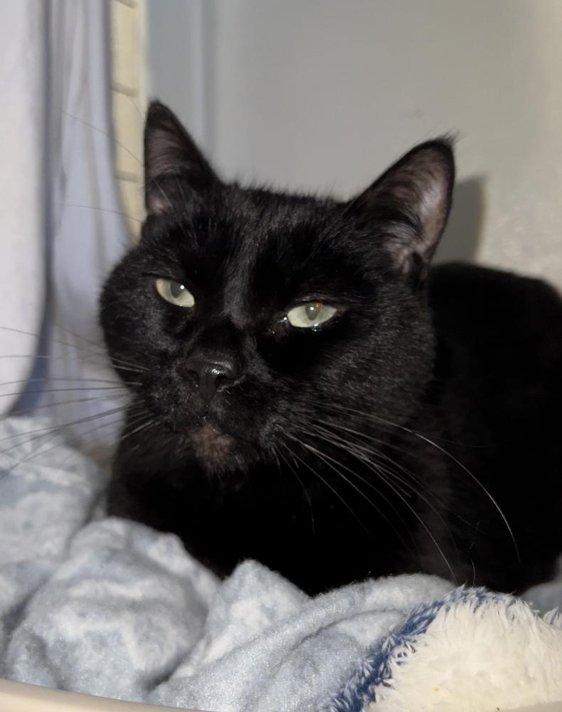 Enlarge Maxwell, a Adoptable Domestic Short Hair in Vancouver, WA image 2/2