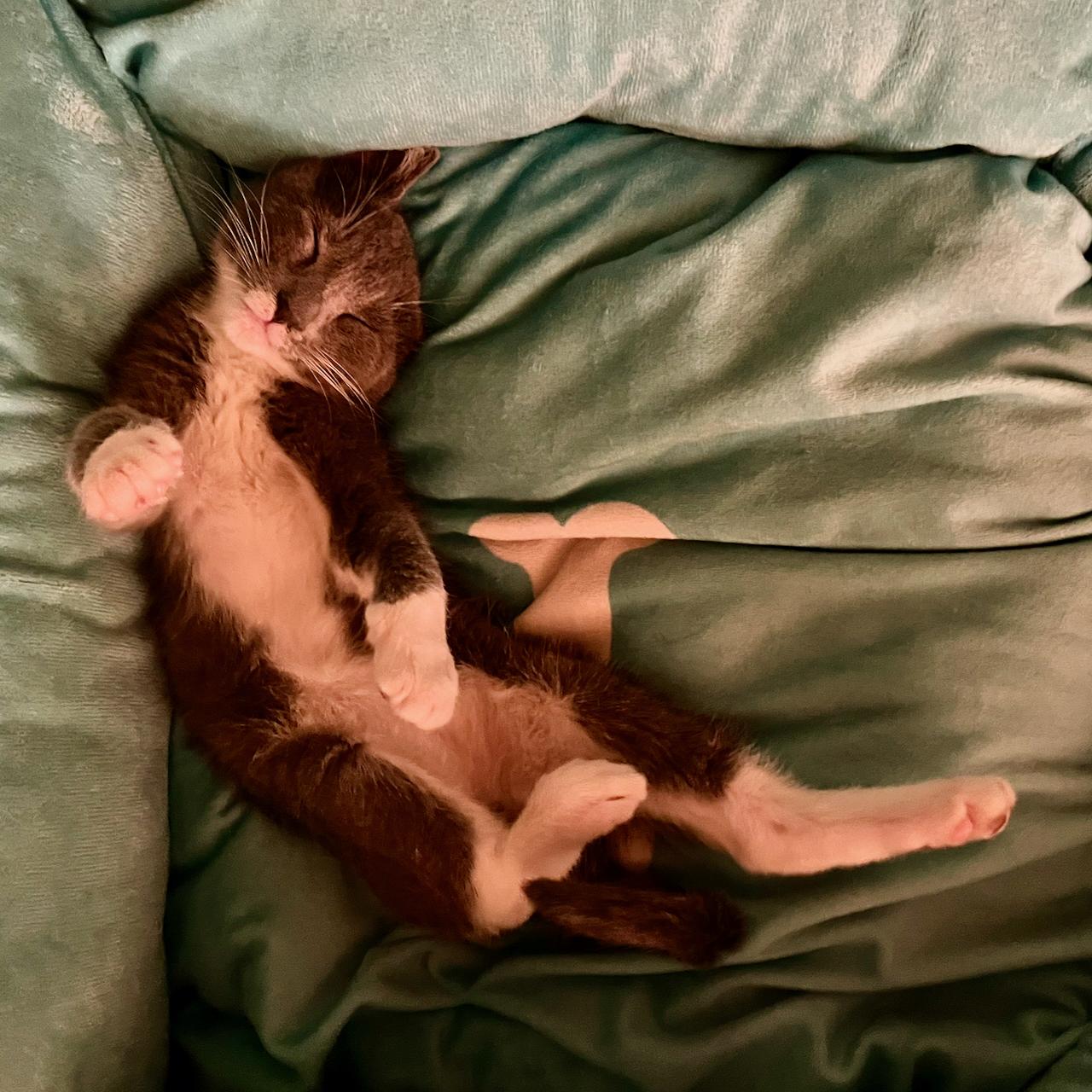 Enlarge Bazza, a Adopted mixed breed in East Brunswick, NJ image 5/6