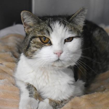 Enlarge Hailey, an adopted Domestic Short Hair in Flagstaff, AZ image 1/1