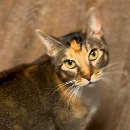 Enlarge Bonita, a Adoptable Domestic Short Hair in Midland, TX image 1/1
