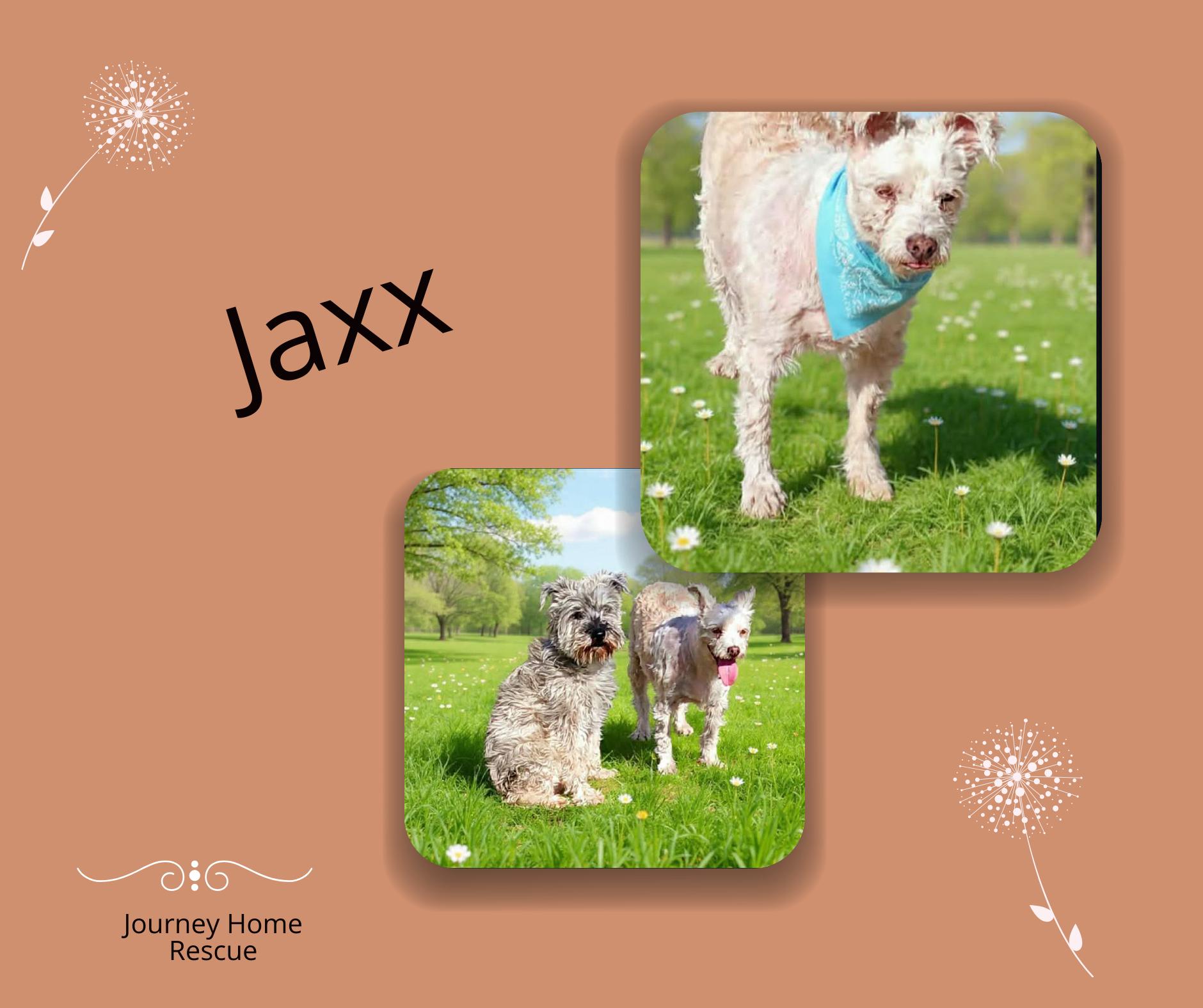 Jaxx, ADOPTABLE, Senior Male Schnauzer & West Highland White Terrier / Westie.