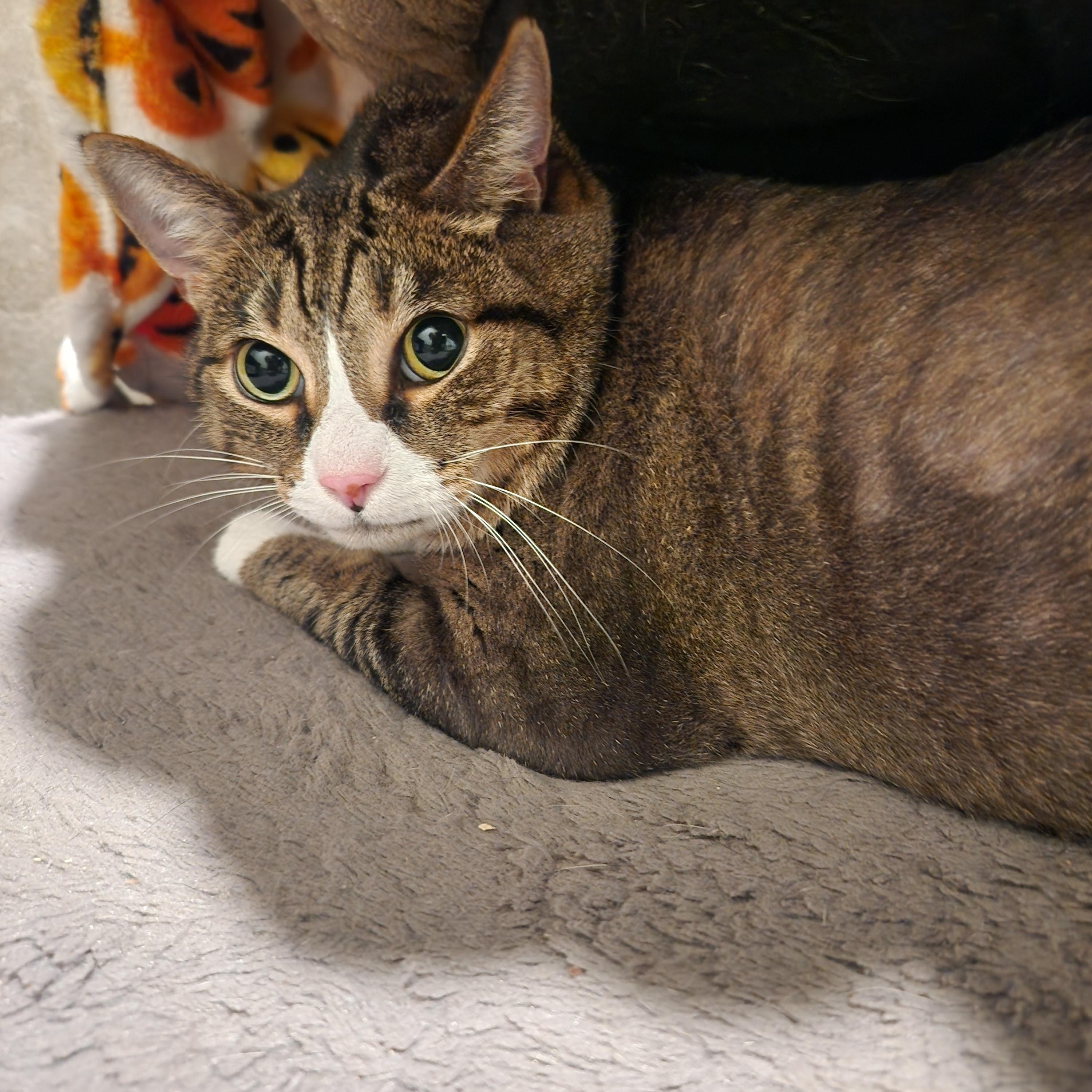 Enlarge Mama, a Adoptable mixed breed in Swansea, MA image 1/1