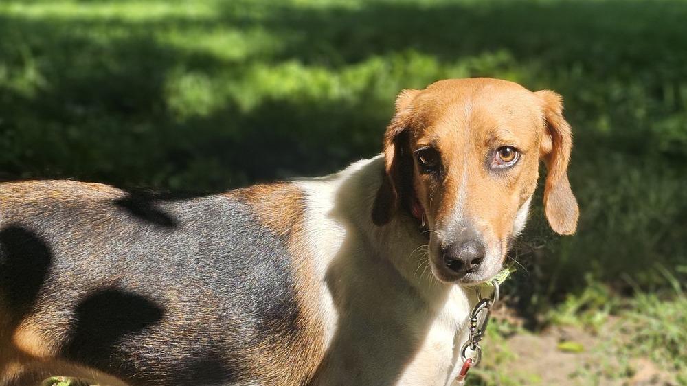 Bozo, a Adoptable mixed breed in Milton, DE image 1/6