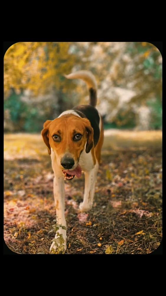 Bozo, a Adoptable mixed breed in Milton, DE image 2/6