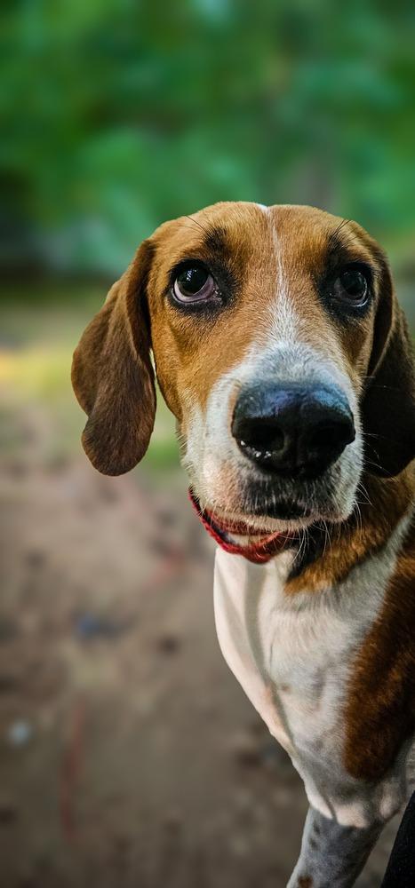 Bozo, a Adoptable mixed breed in Milton, DE image 3/6