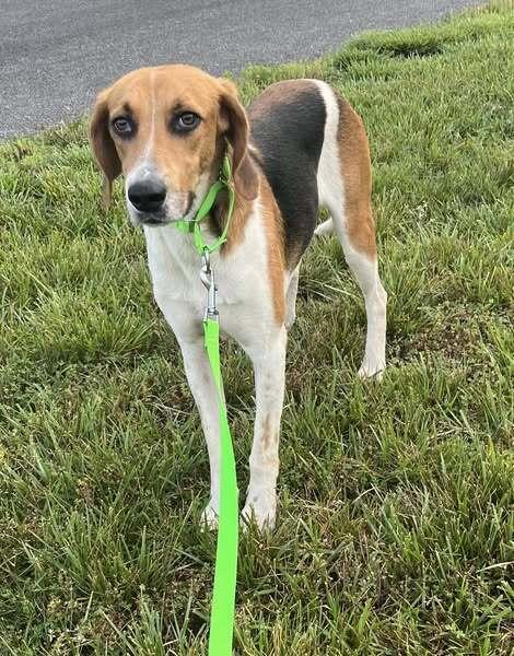 Bozo, a Adoptable mixed breed in Milton, DE image 4/6