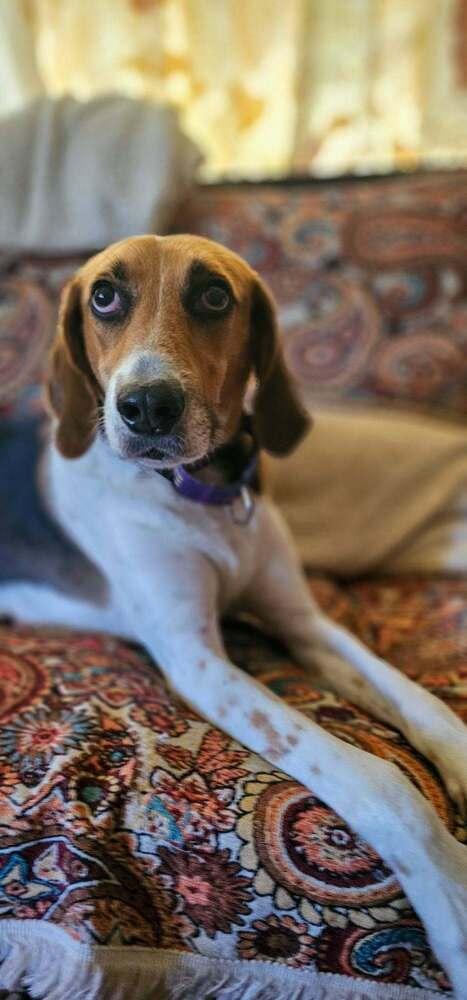 Bozo, Adoptable, Young Male Hound.