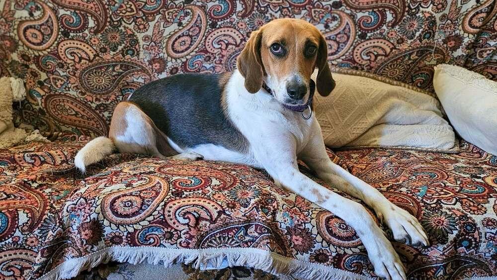 Enlarge Bozo, a Adoptable mixed breed in Milton, DE image 2/3