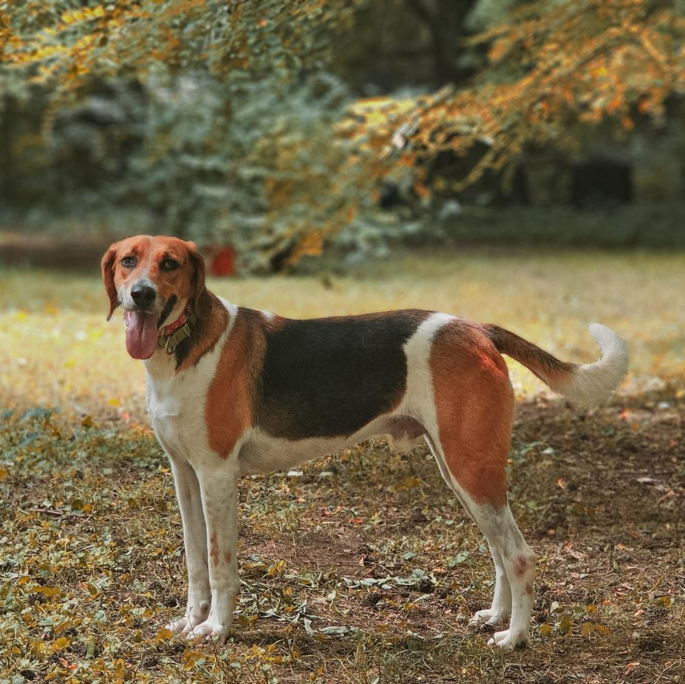 Bozo, a Adoptable mixed breed in Milton, DE image 5/6