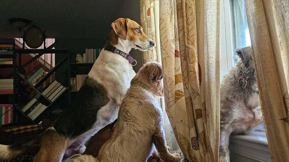 Enlarge Bozo, a Adoptable mixed breed in Milton, DE image 3/3