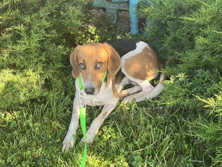 Bozo, Adoptable, Young Male Hound.