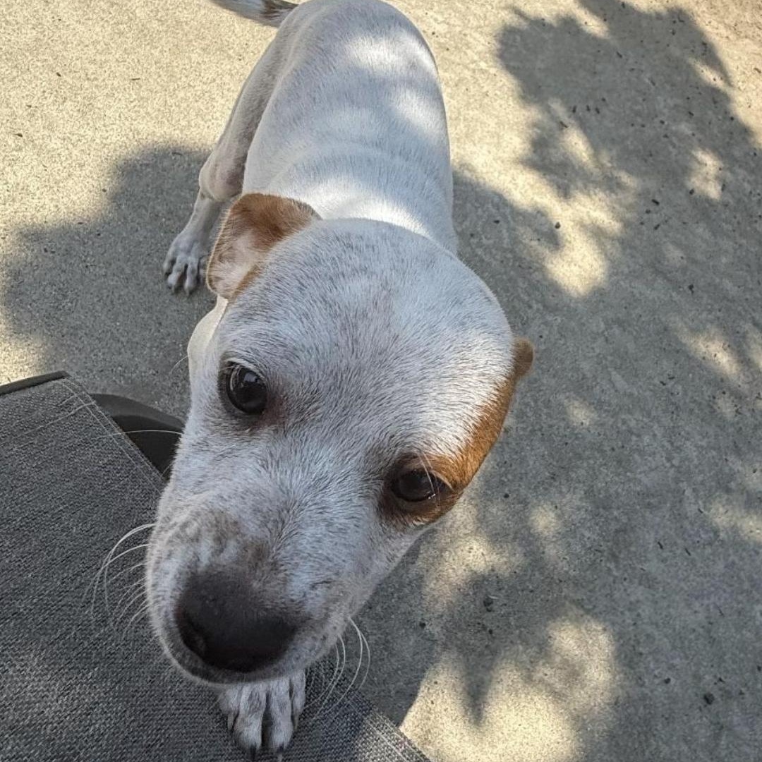 Enlarge Churro, a Adoptable mixed breed in Seal Beach, CA image 6/6