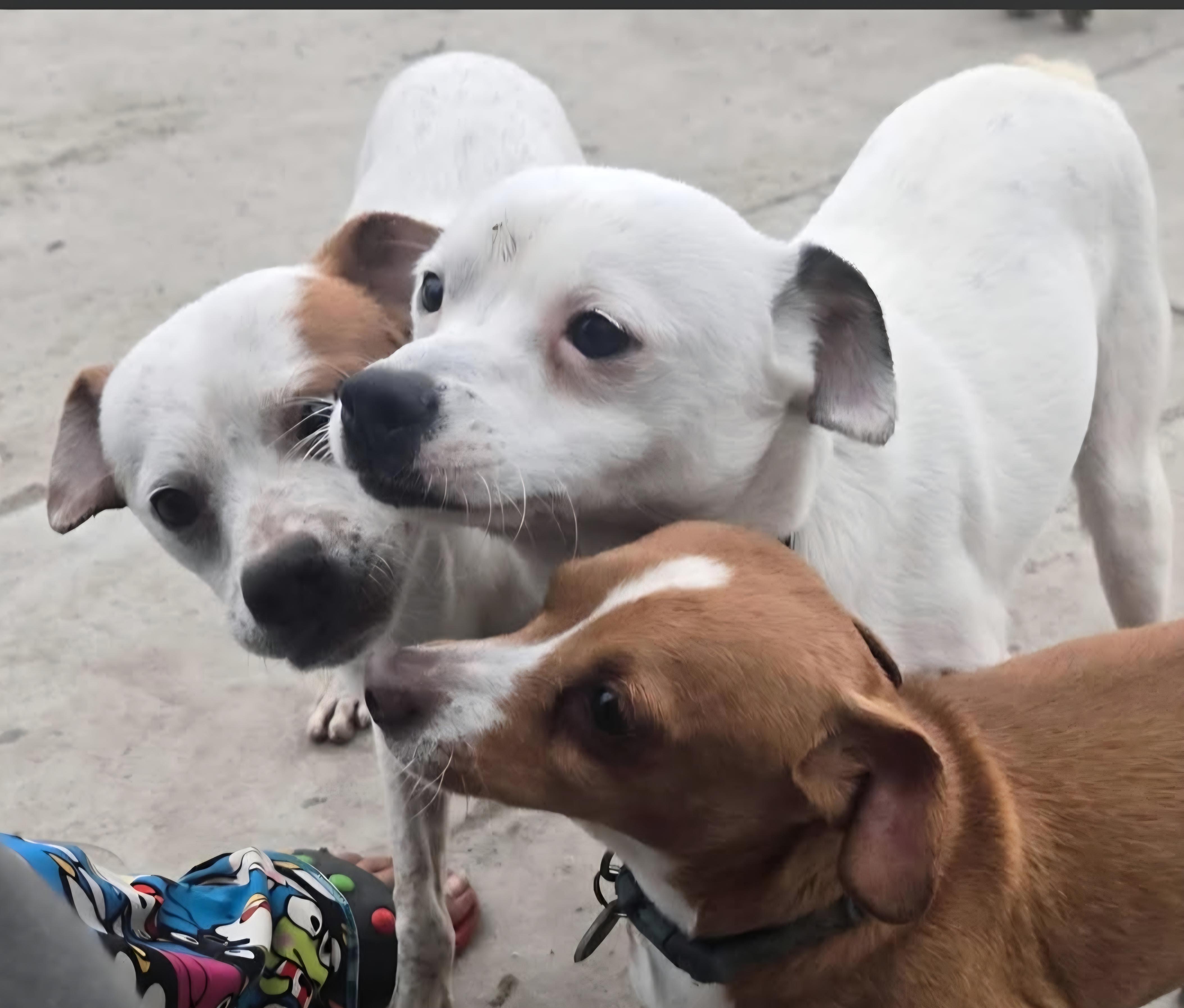 Enlarge Churro, a Adoptable mixed breed in Seal Beach, CA image 2/6