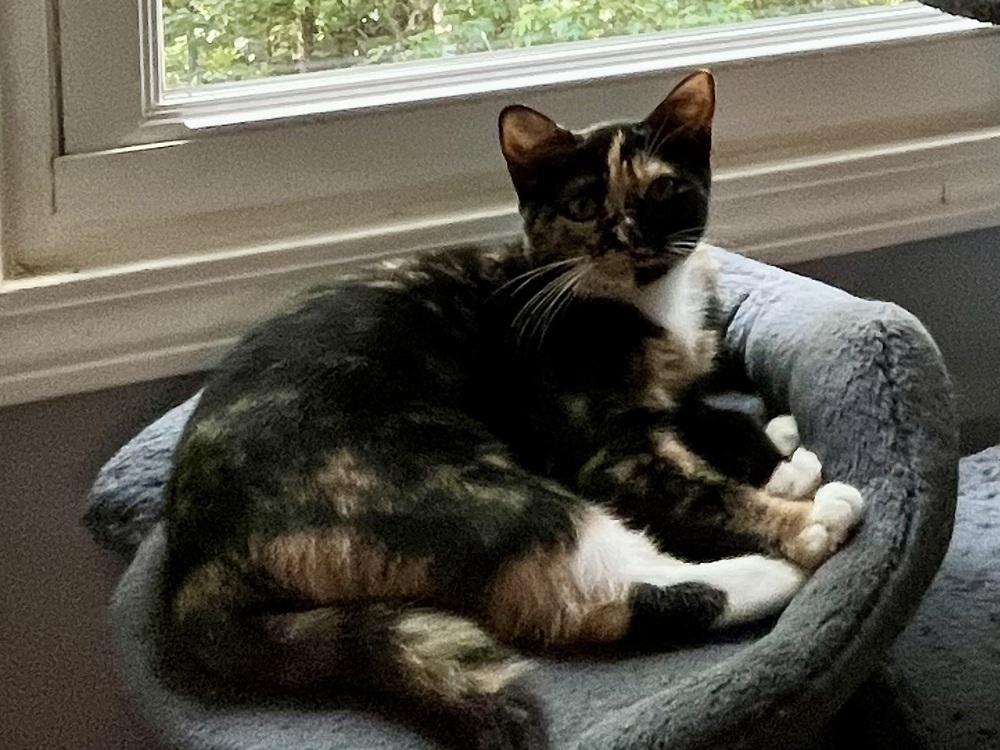 Clawdia, Adoptable, Adult Female Domestic Short Hair.